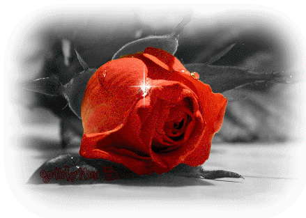 گل رز سرخ قرمز شبنم روی کلبرک افتاد