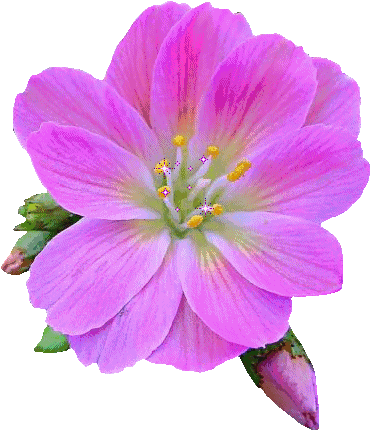 花类(png透明图片)素材