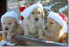 three dogs in santa hats