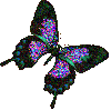 Black luna moth 