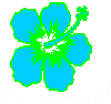 flasy flower