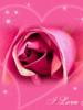 cute kawaii pink love rose