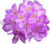 Purple Floral Bunch