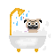 dog (Pug) taking shower