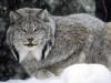Wild Snow Cat