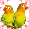 cute kawaii parrot couple
