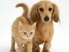 dachshund pup and kitten