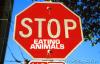 Stop eating Animals