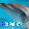 dolphins!!!