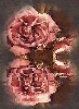 Rose reflection