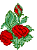 Blooming Red Rose