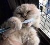 crazy cat brushing teeth