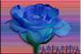 AMANDA - blue rose moo