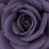 pale purple rose