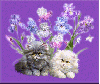 Cats with Orchids Tag