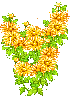 yellow daisys