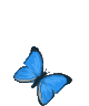 blue butterfly