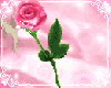 love rose flower