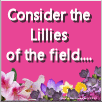 Consider the Lillies of the Field-pink