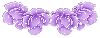 Sparkling Rose Divider - Lavender