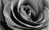 Black and white rose bud