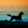 Horse galloping across Ocean