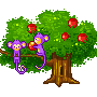 2 monkey on apple tree