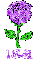 Isa Purple Rose