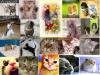 cat/kitty collage