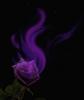Purple Rose with black background