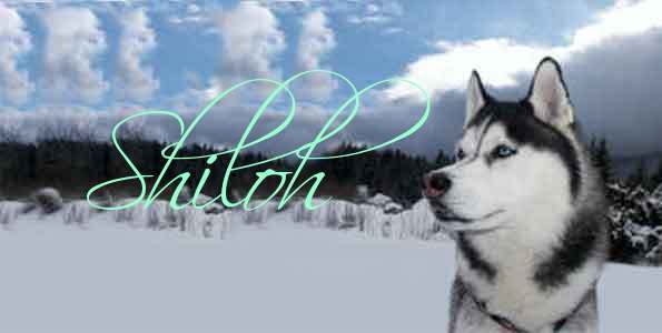 Husky Dog~Shiloh