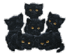  black kittens blinking