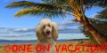 Poodle on the Beach~ Gone on Vacation!