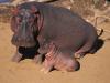 hippo and baby