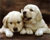 2 golden labrador puppies