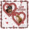 I love my cats & dogs