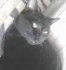 my fav black kitty