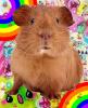 guinea pig rainbow kawaii