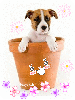 puppy in a pot
