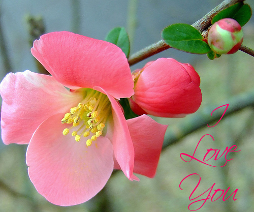 I LOVE YOU--FLOWER