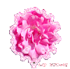 pink glitter rose