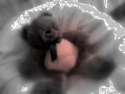 teddy bear