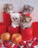 cherry kittens