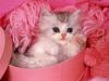 Pink Kitty