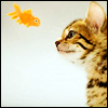 Kitty and fish