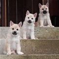 3 steps 3 pupps