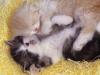 Sleeping Kittens <3