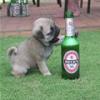 puppy loves beer