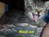 Rocker Cat