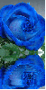 bÅ‚Ä™kitna rÃ³Å¼a, blue rose